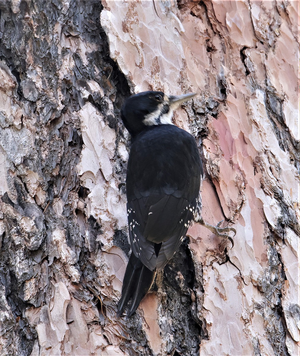 Black-backed Woodpecker - ML391055291