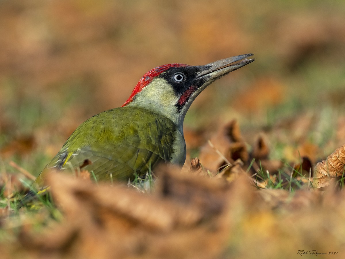 Eurasian Green Woodpecker - Radek Papranec