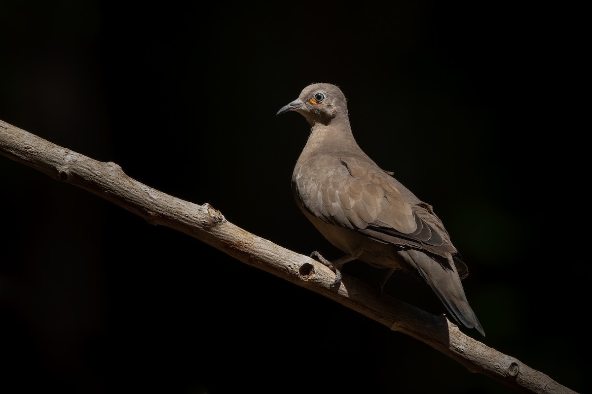 Black-winged Ground Dove - ML391059301