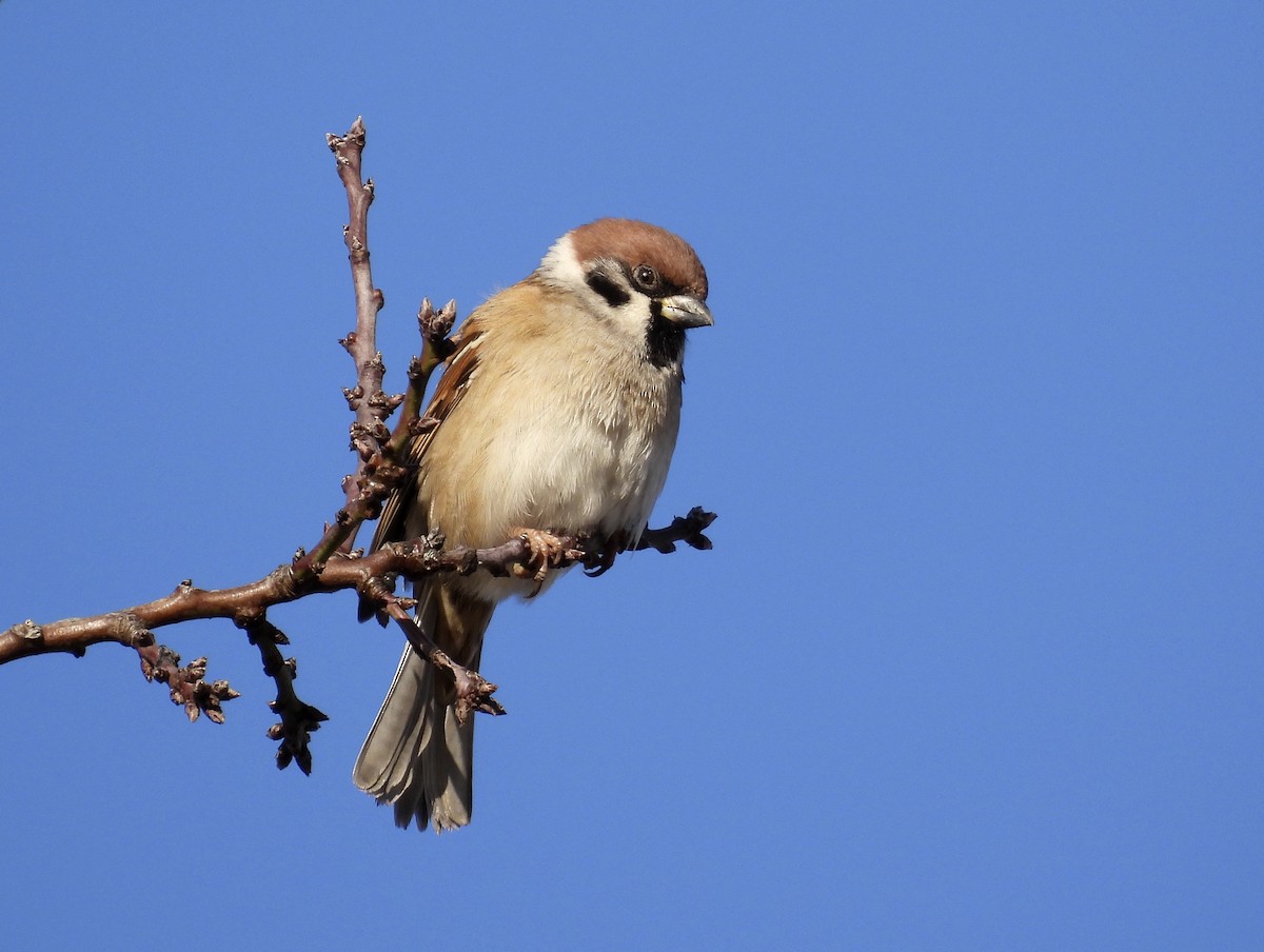 Eurasian Tree Sparrow - ML391062831