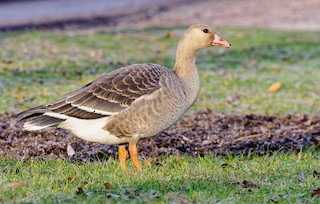 Greater White-fronted Goose, ML391065221