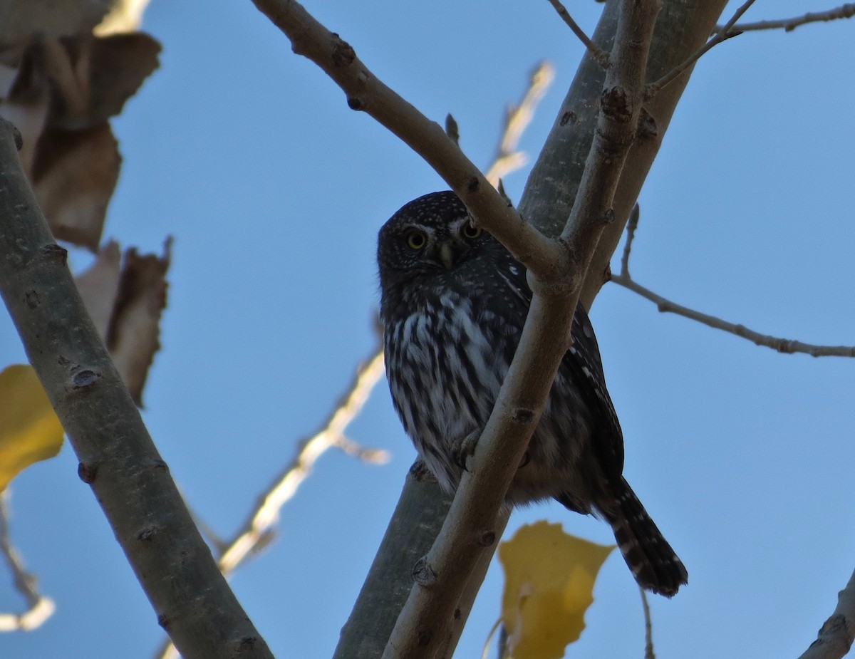 Northern Pygmy-Owl - ML39106651