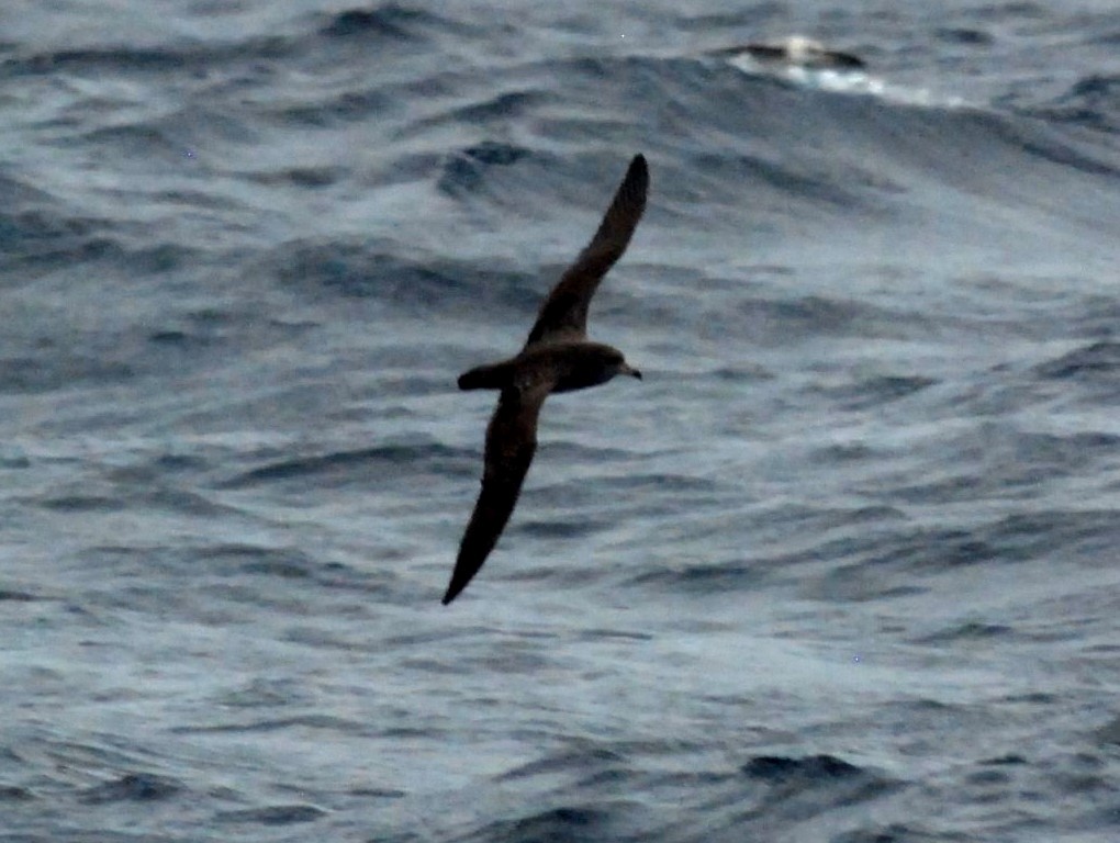 Flesh-footed Shearwater - ML39106801