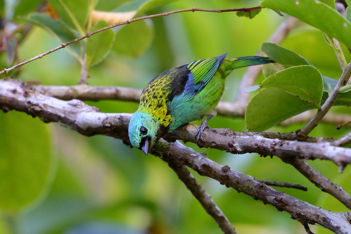 Green-headed Tanager - ML391069321