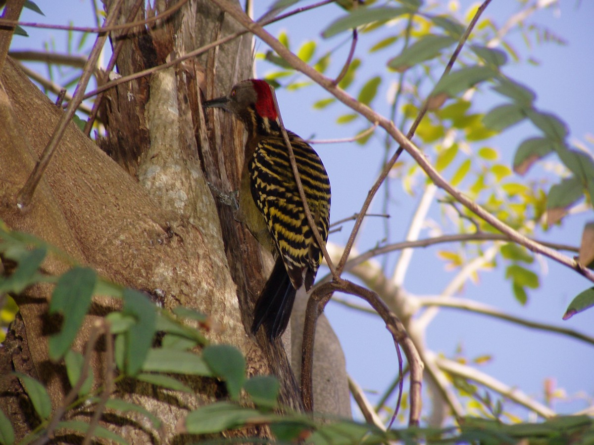 Hispaniolan Woodpecker - ML39107821