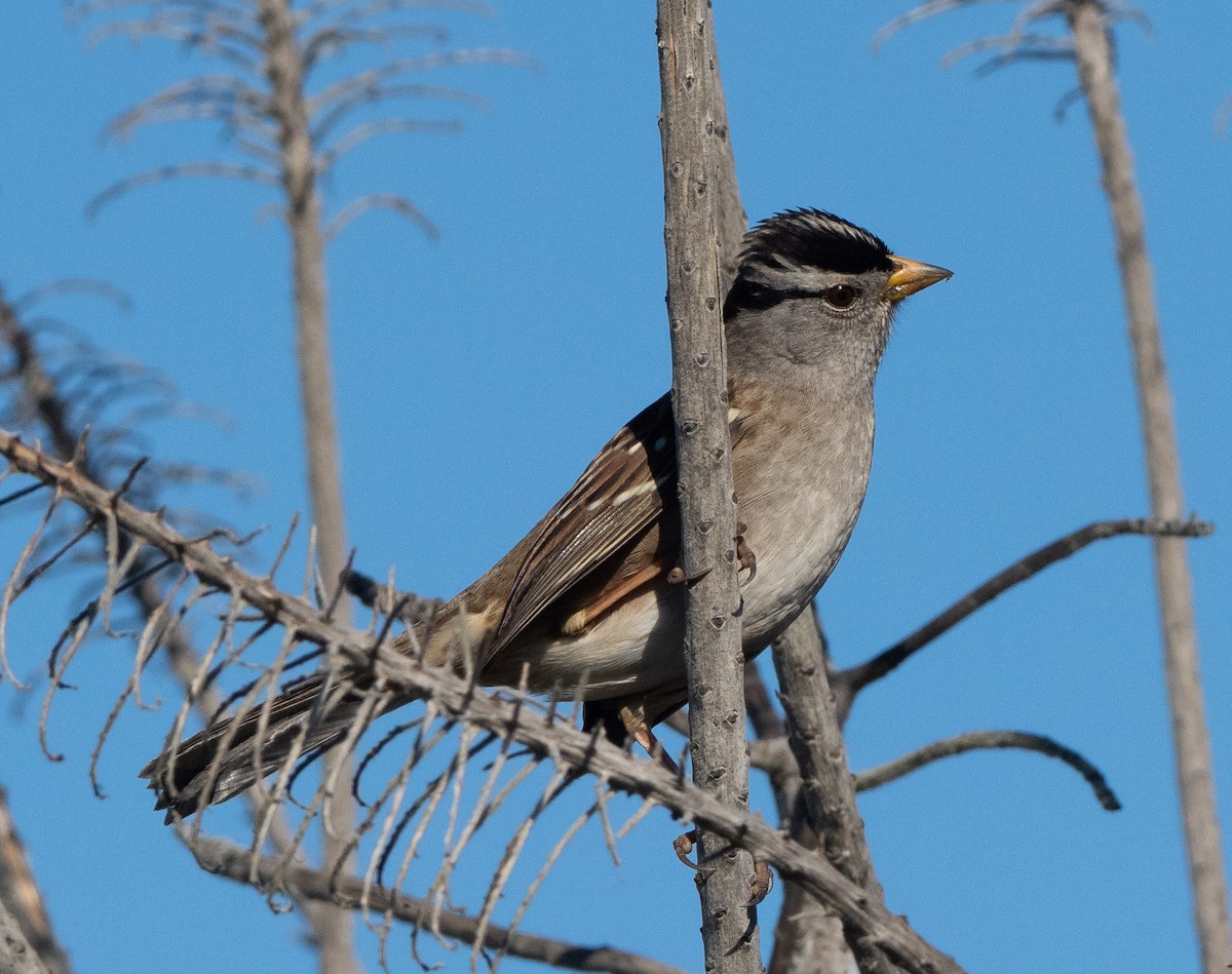 White-crowned Sparrow - ML391078431