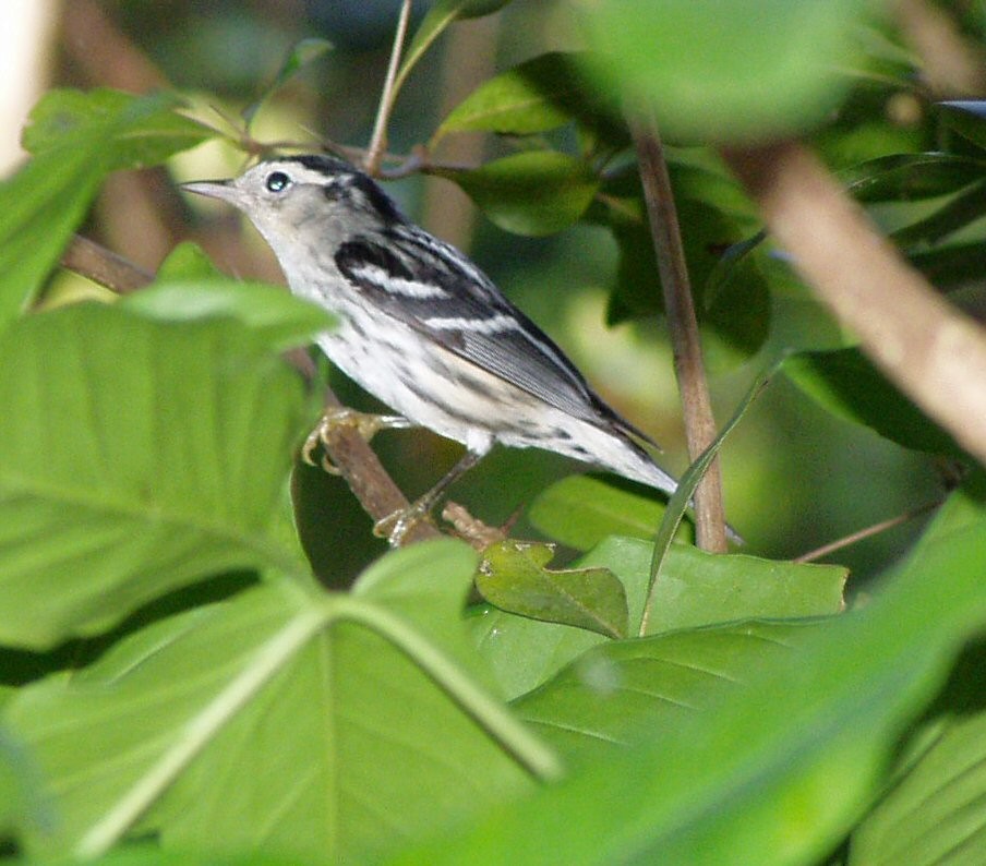 Black-and-white Warbler - ML39107871