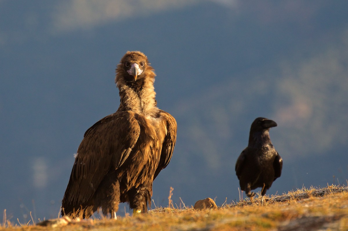 Cinereous Vulture - ML391082571