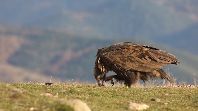 Cinereous Vulture - ML391084941