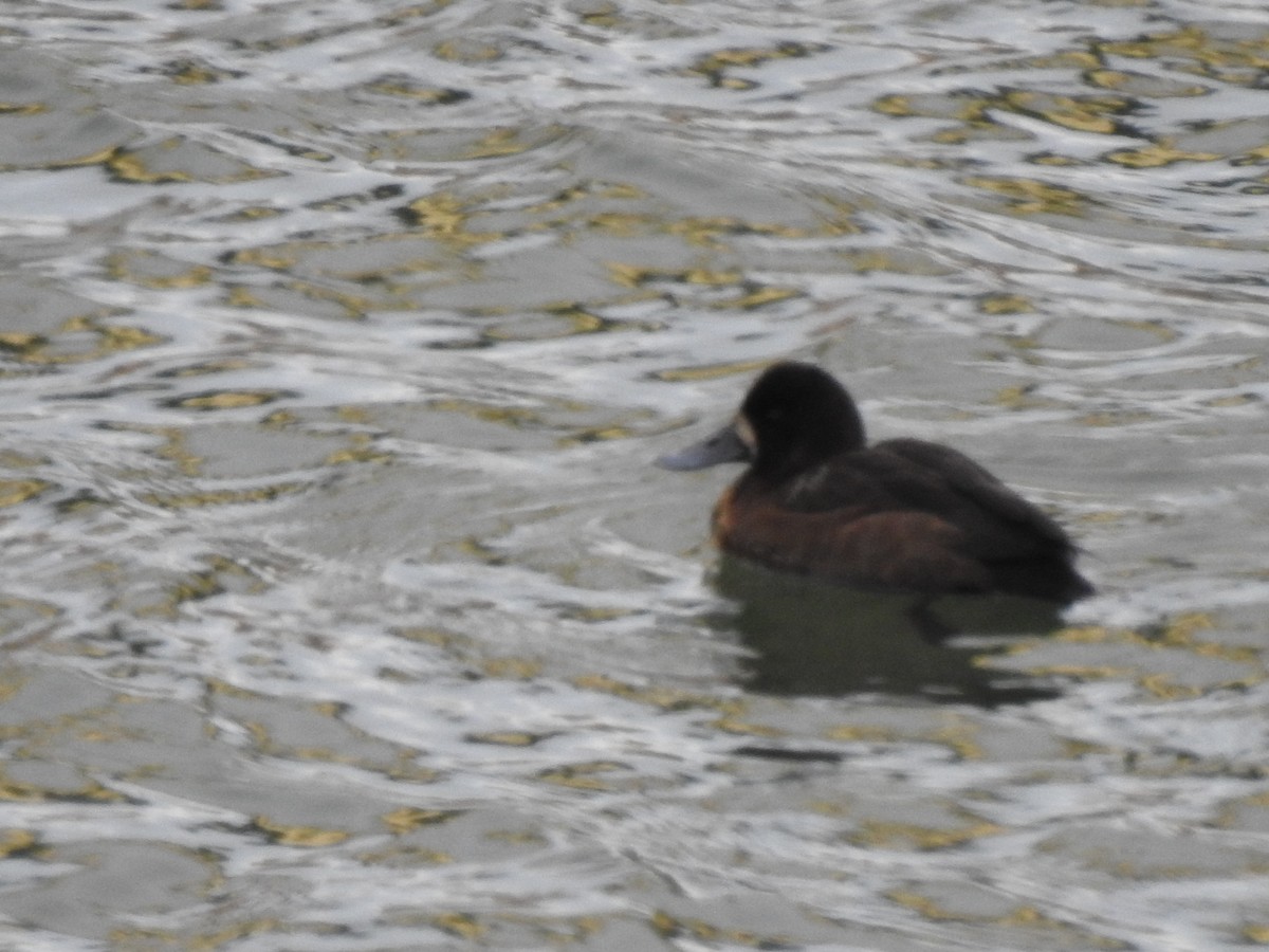 Greater Scaup - ML391085591