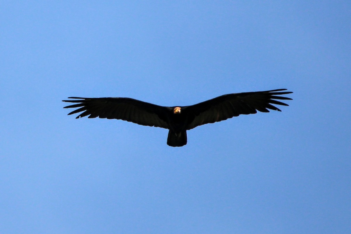 Greater Yellow-headed Vulture - ML391085771