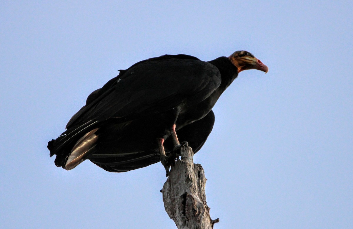 Greater Yellow-headed Vulture - ML391085791