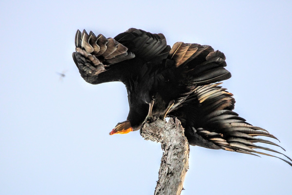 Greater Yellow-headed Vulture - ML391085831