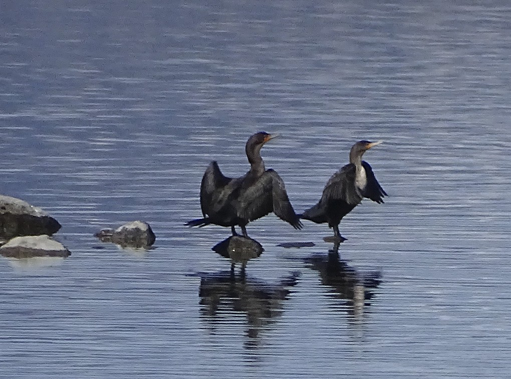 Double-crested Cormorant - ML39108911