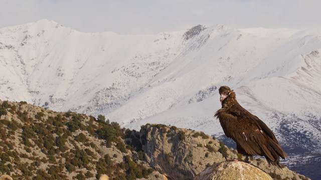 Breeding habitat; Cataluña, Spain.&nbsp; - Cinereous Vulture - 