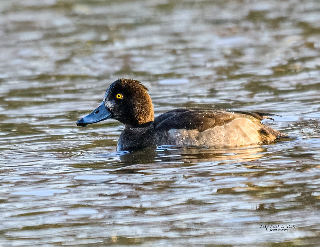 Tufted Duck - Frances Brown
