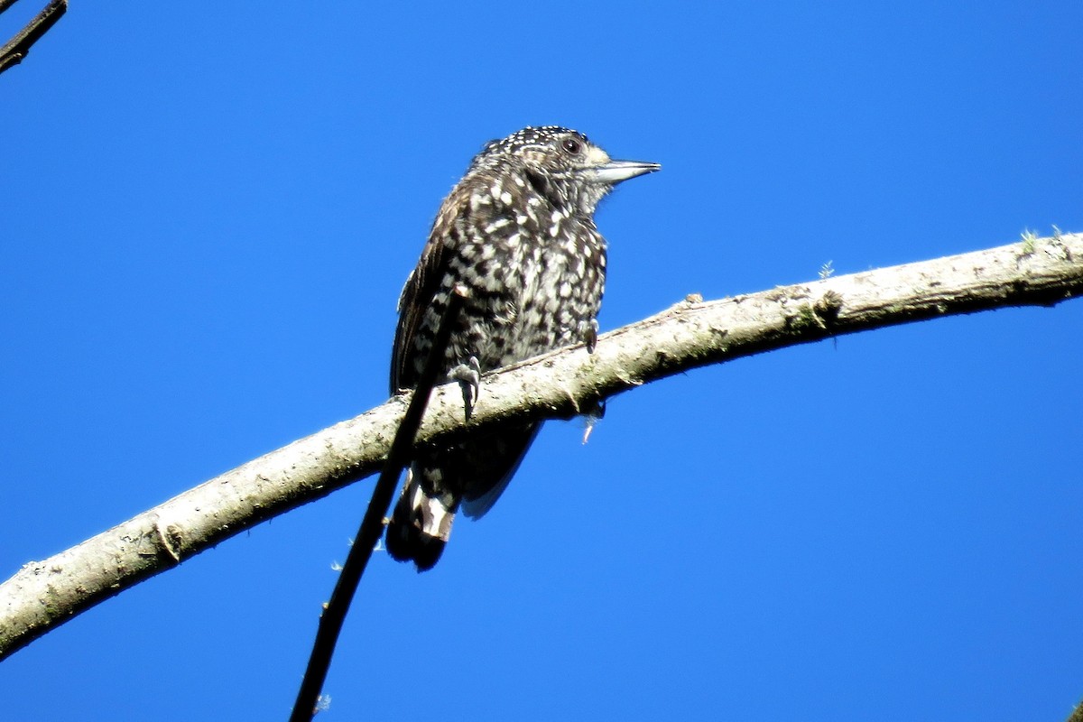 Speckle-chested Piculet - ML39109651