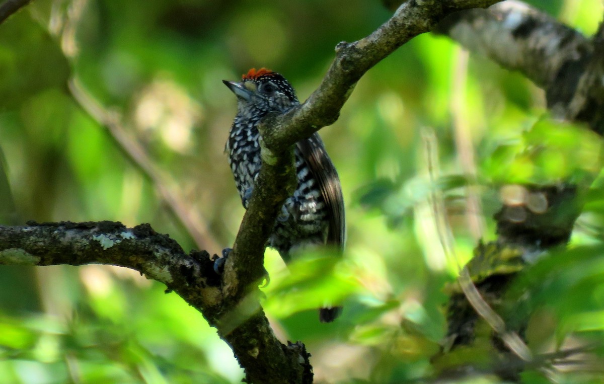 Speckle-chested Piculet - ML39109701