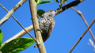  - Speckle-chested Piculet