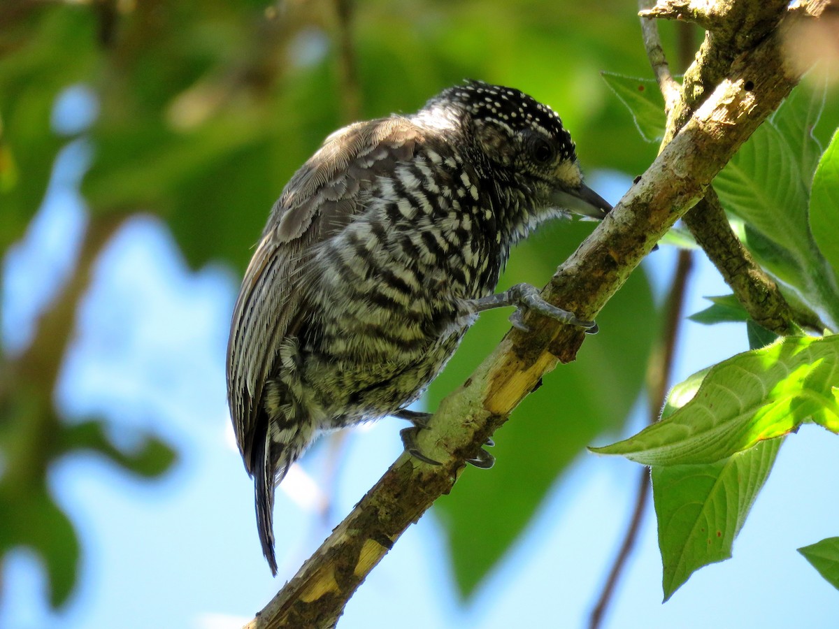 Speckle-chested Piculet - ML39109961