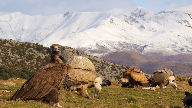 Breeding habitat; Cataluña, Spain.&nbsp; - Cinereous Vulture - 