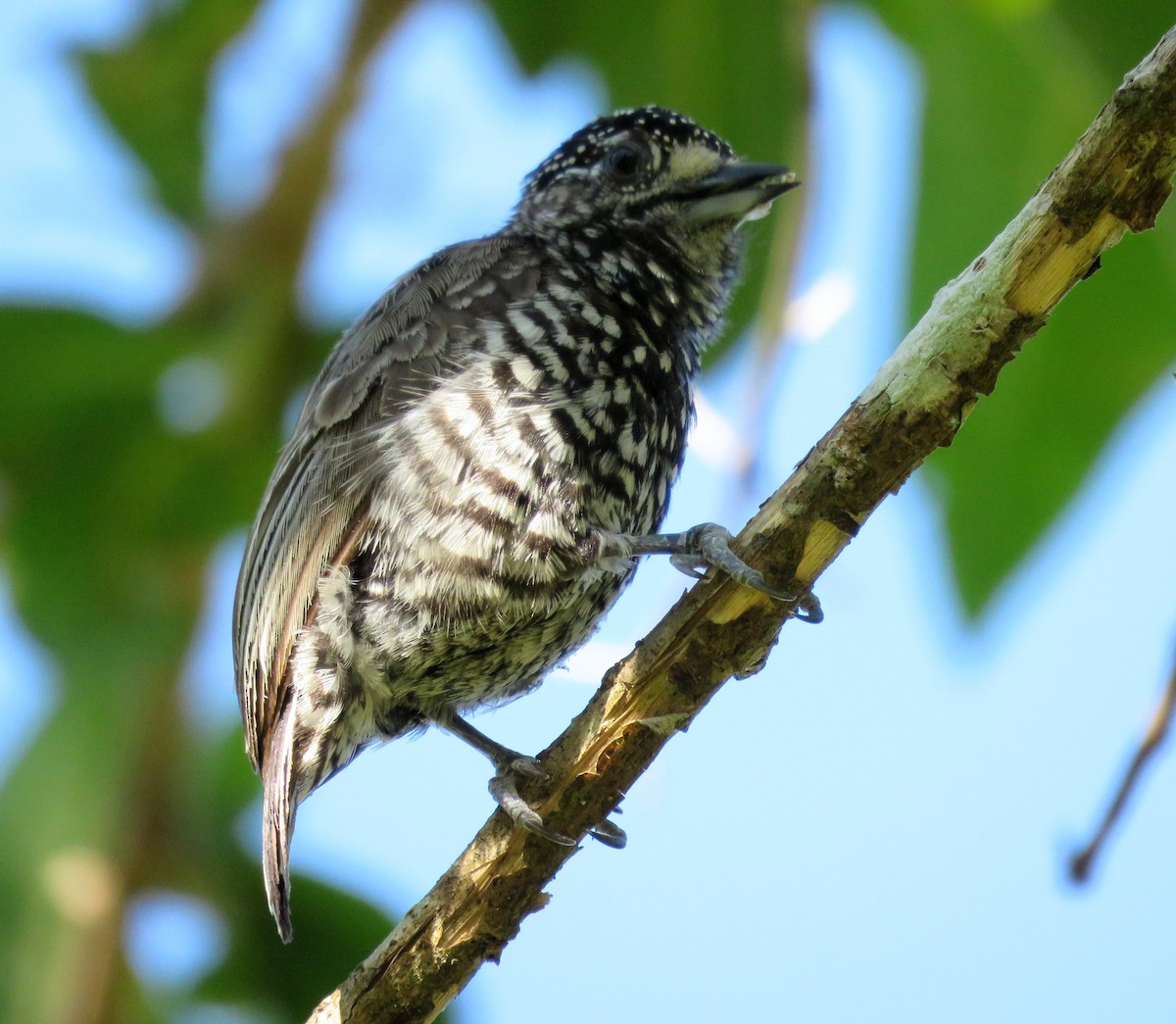 Speckle-chested Piculet - ML39110011