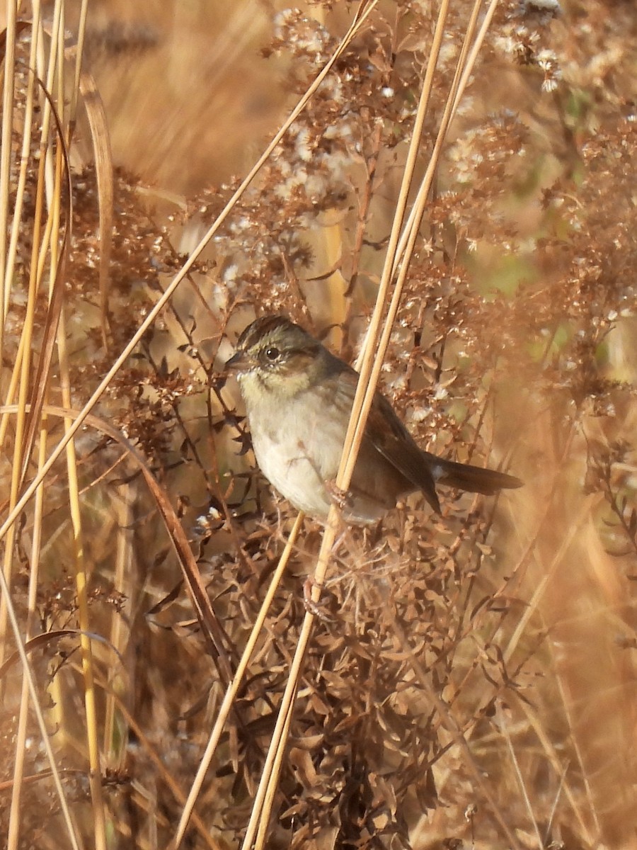 Swamp Sparrow - ML391101301