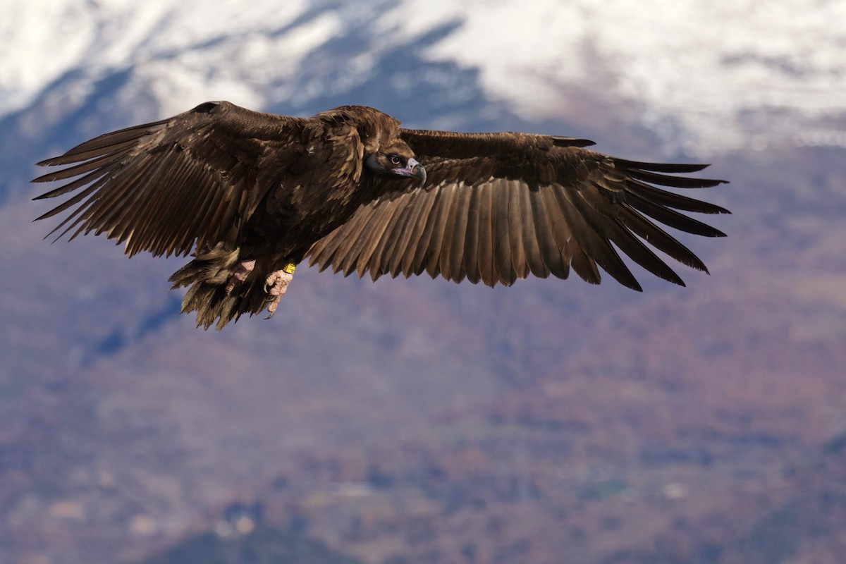Cinereous Vulture - ML391104091