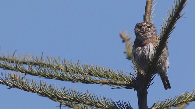 Northern Pygmy-Owl (Pacific) - ML391106391