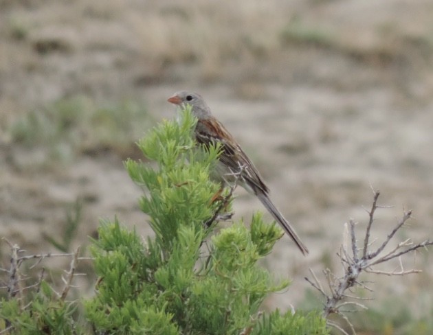 Field Sparrow - Sharlane Toole