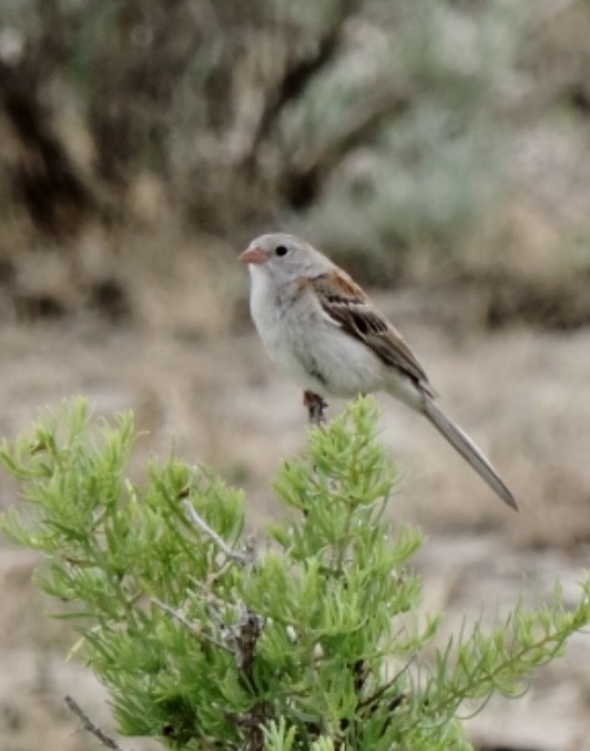 Field Sparrow - ML391107511