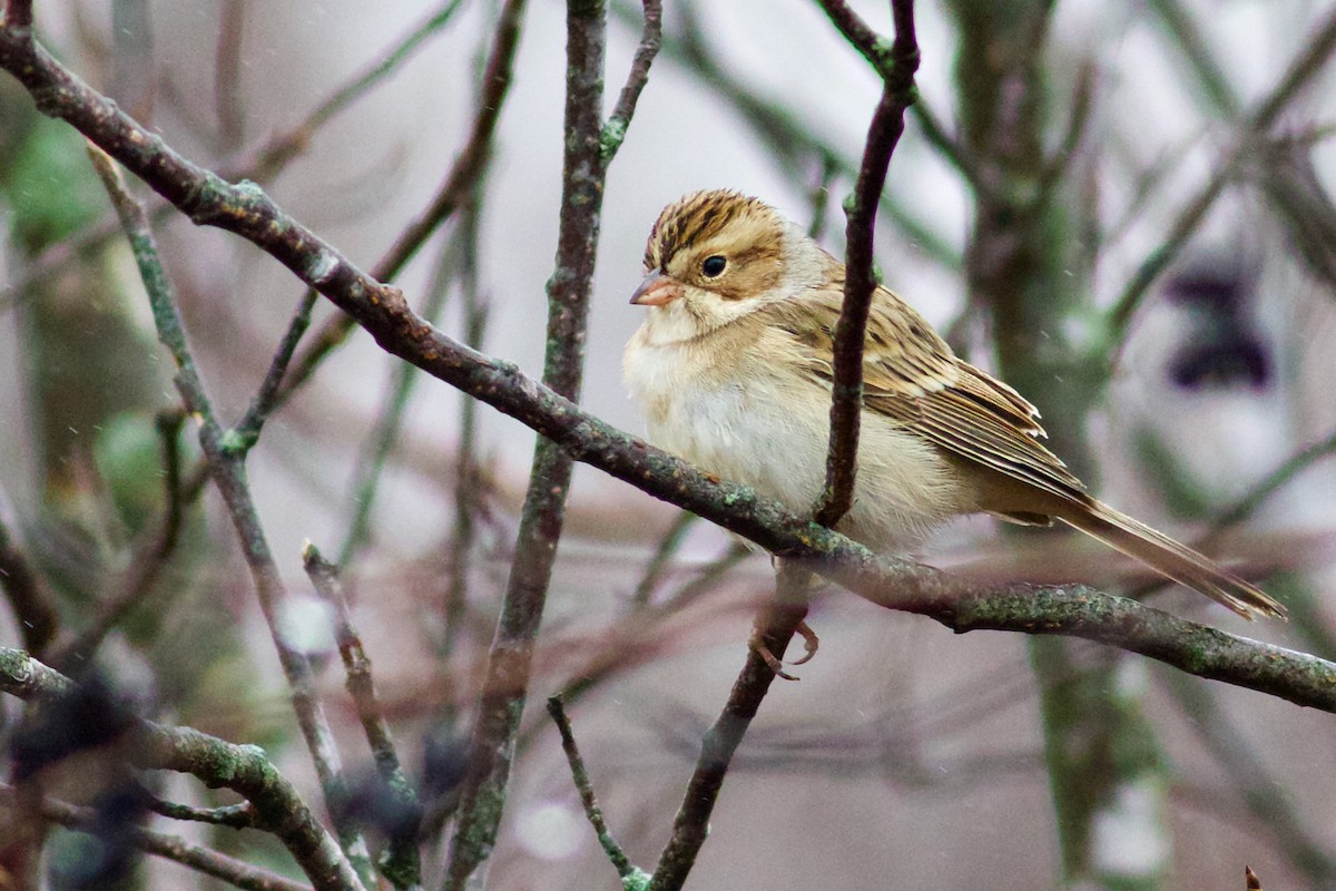 Clay-colored Sparrow - George Forsyth