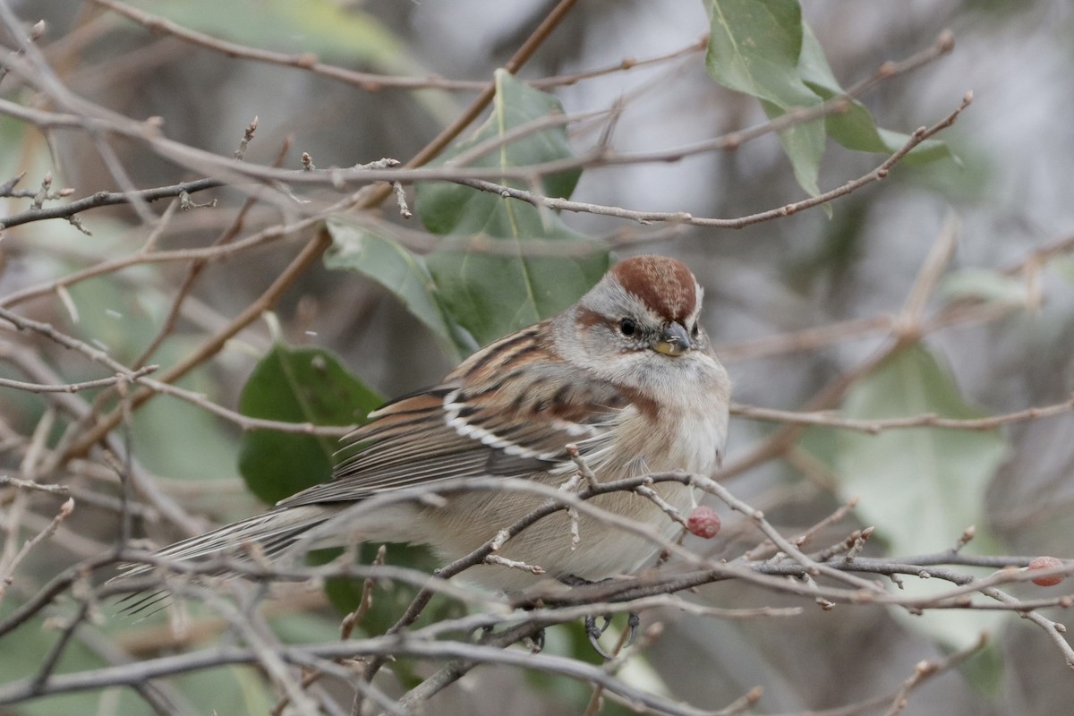 American Tree Sparrow - Cullen Brown