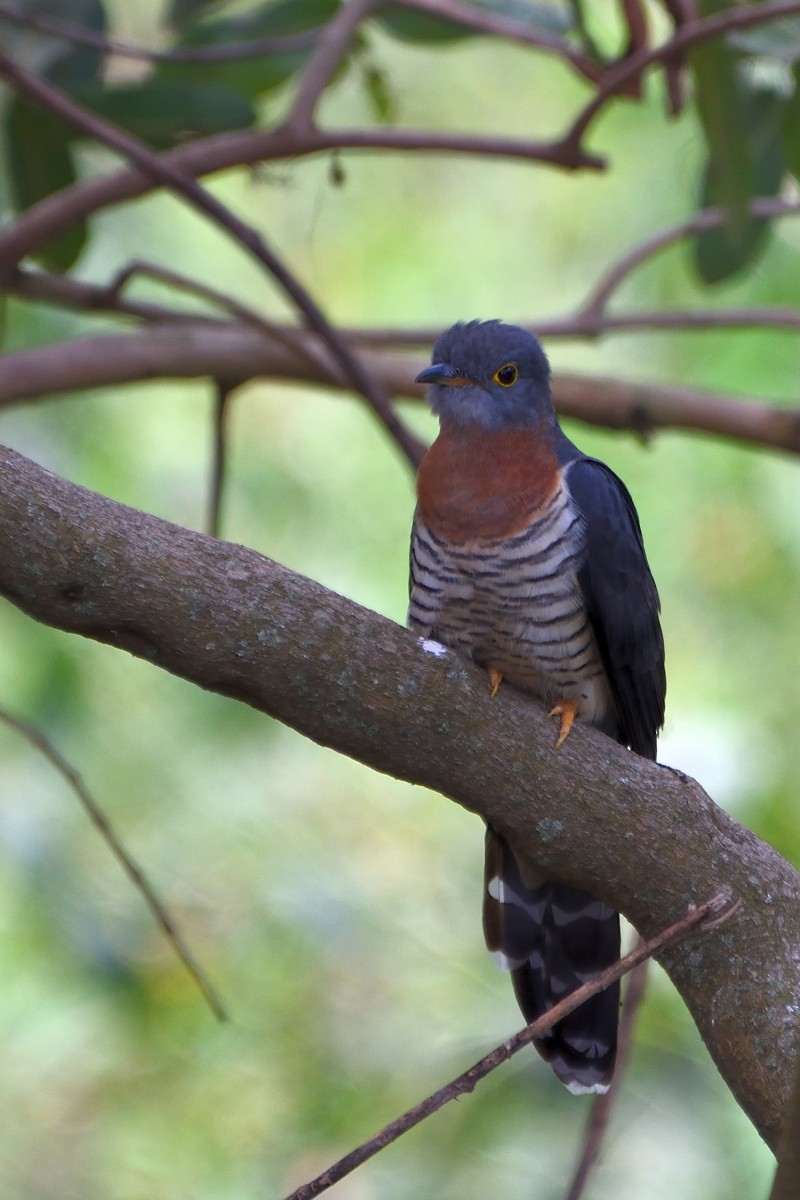 Red-chested Cuckoo - Richard Guillet