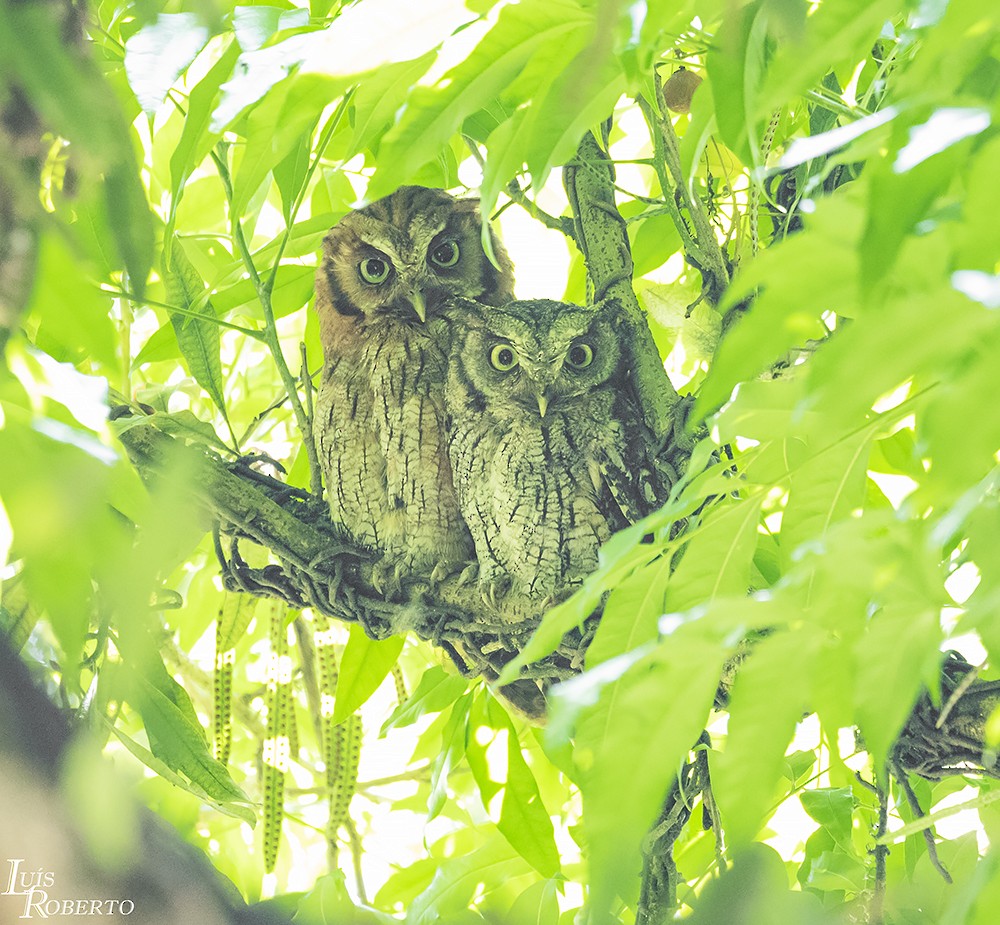 Tropical Screech-Owl - Luis Roberto da Silva