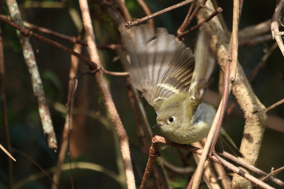Ruby-crowned Kinglet - Phil Stouffer