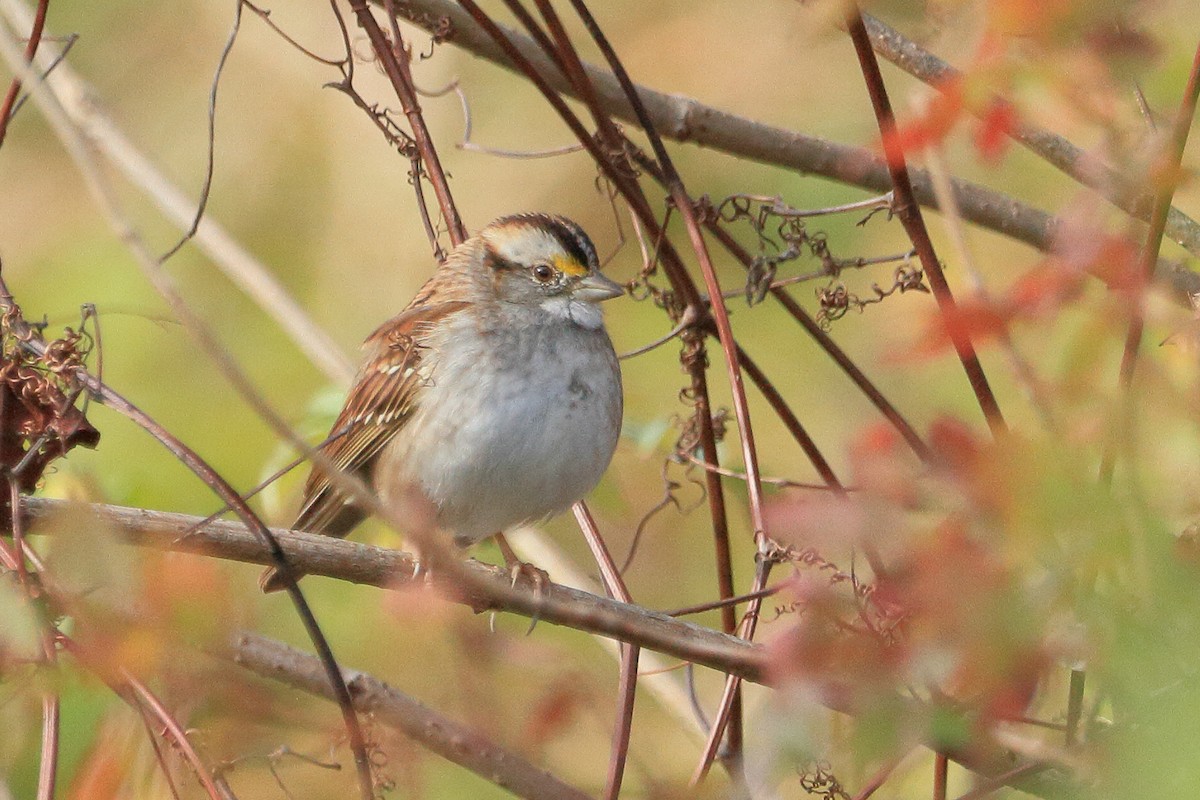 White-throated Sparrow - ML391124571