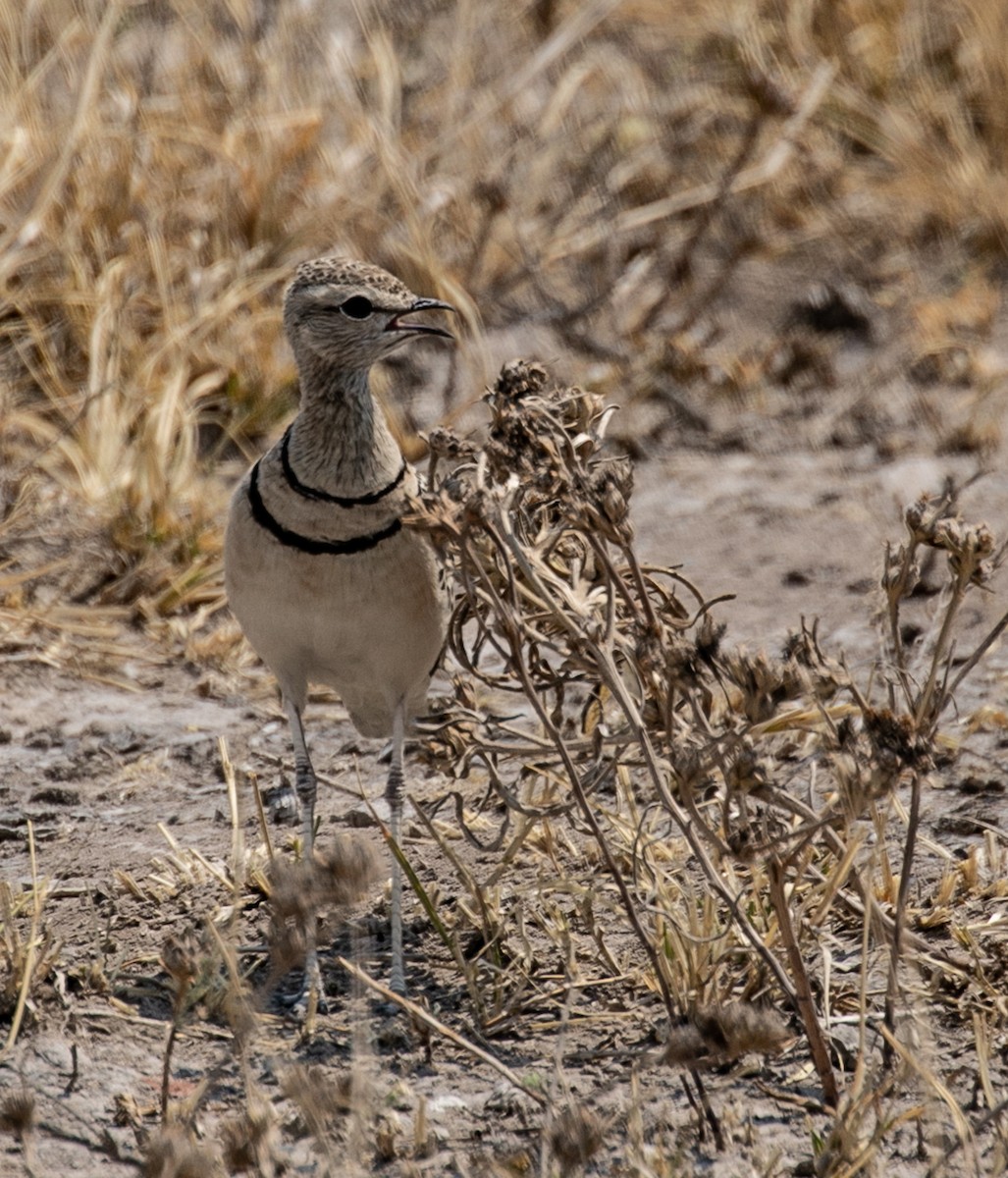 Double-banded Courser - ML391124941