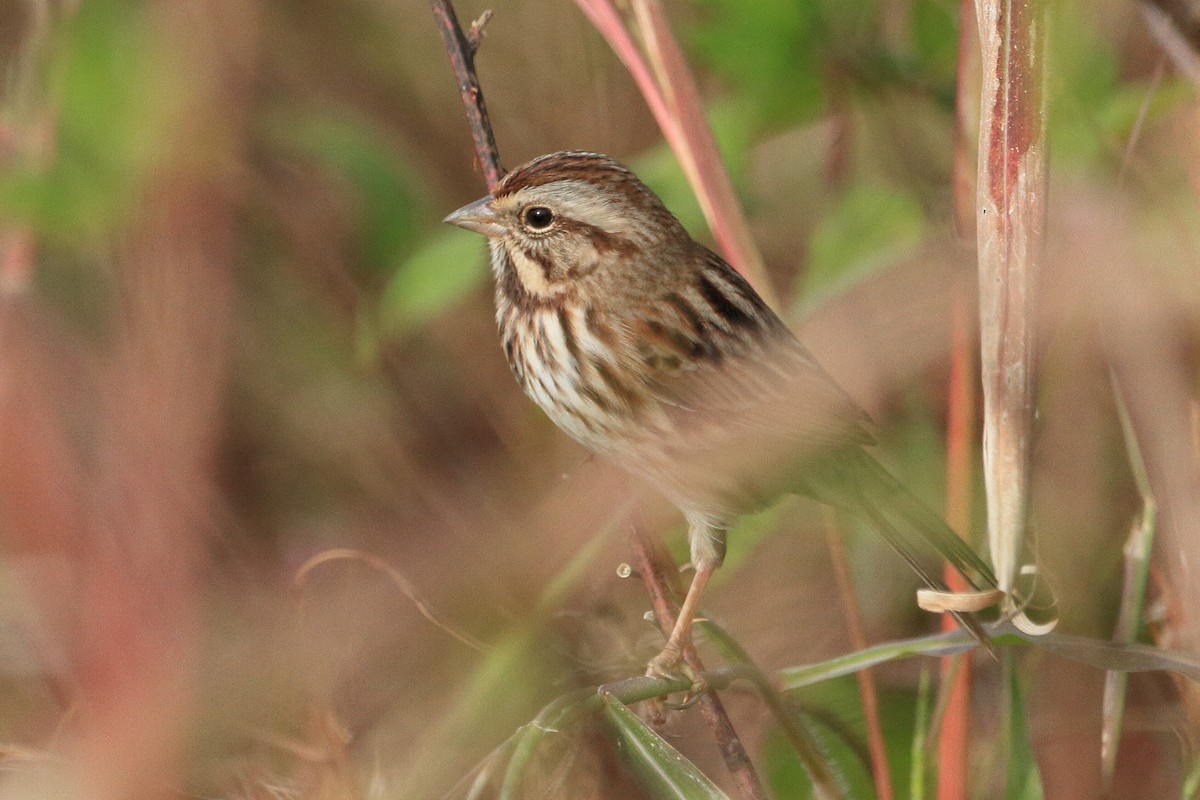 Song Sparrow - Phil Stouffer