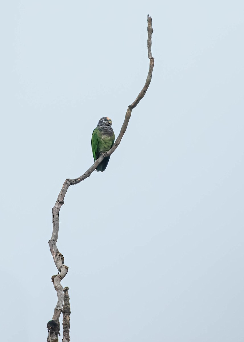 Speckle-faced Parrot - David Monroy Rengifo