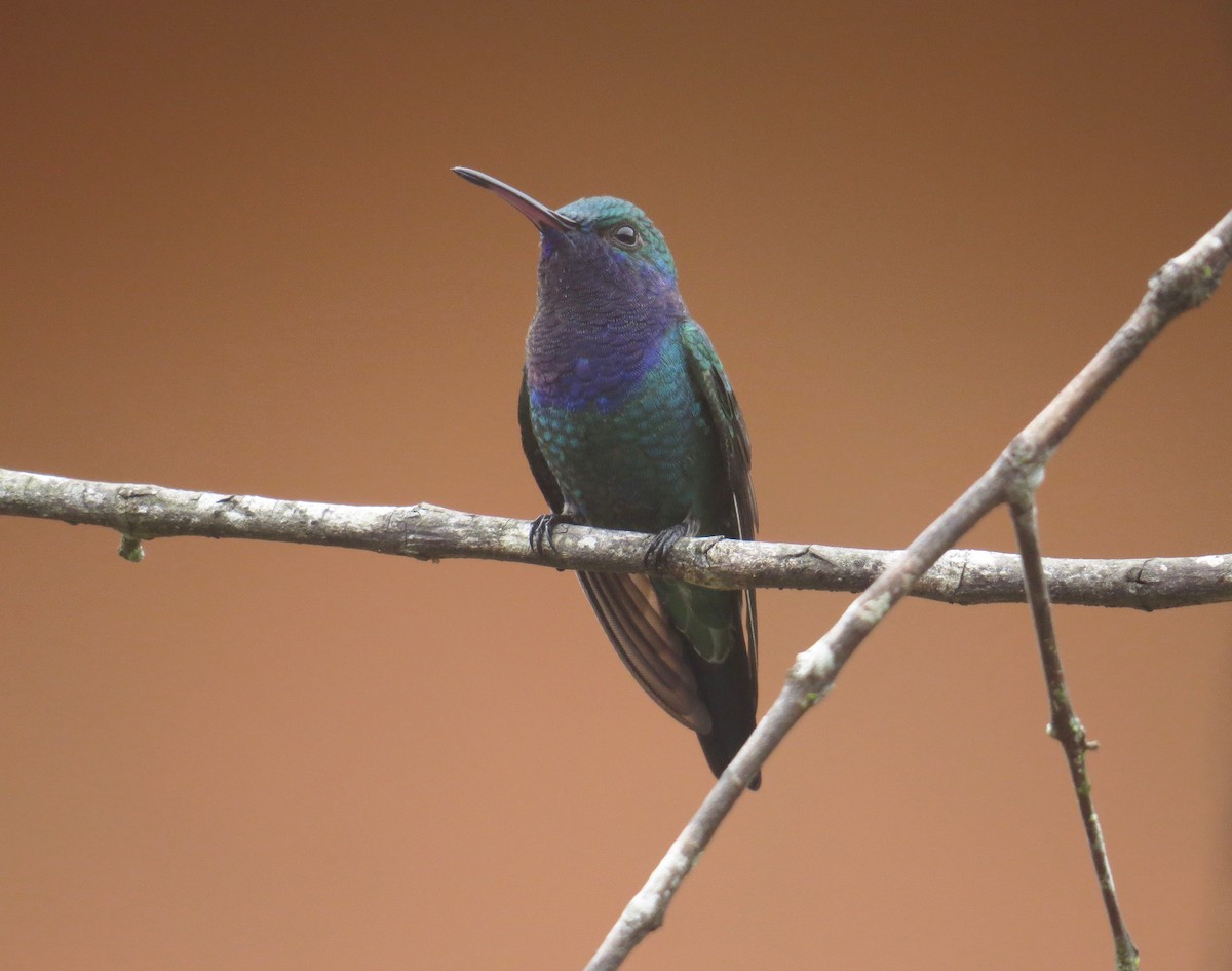 Sapphire-throated Hummingbird - Gerry Hawkins