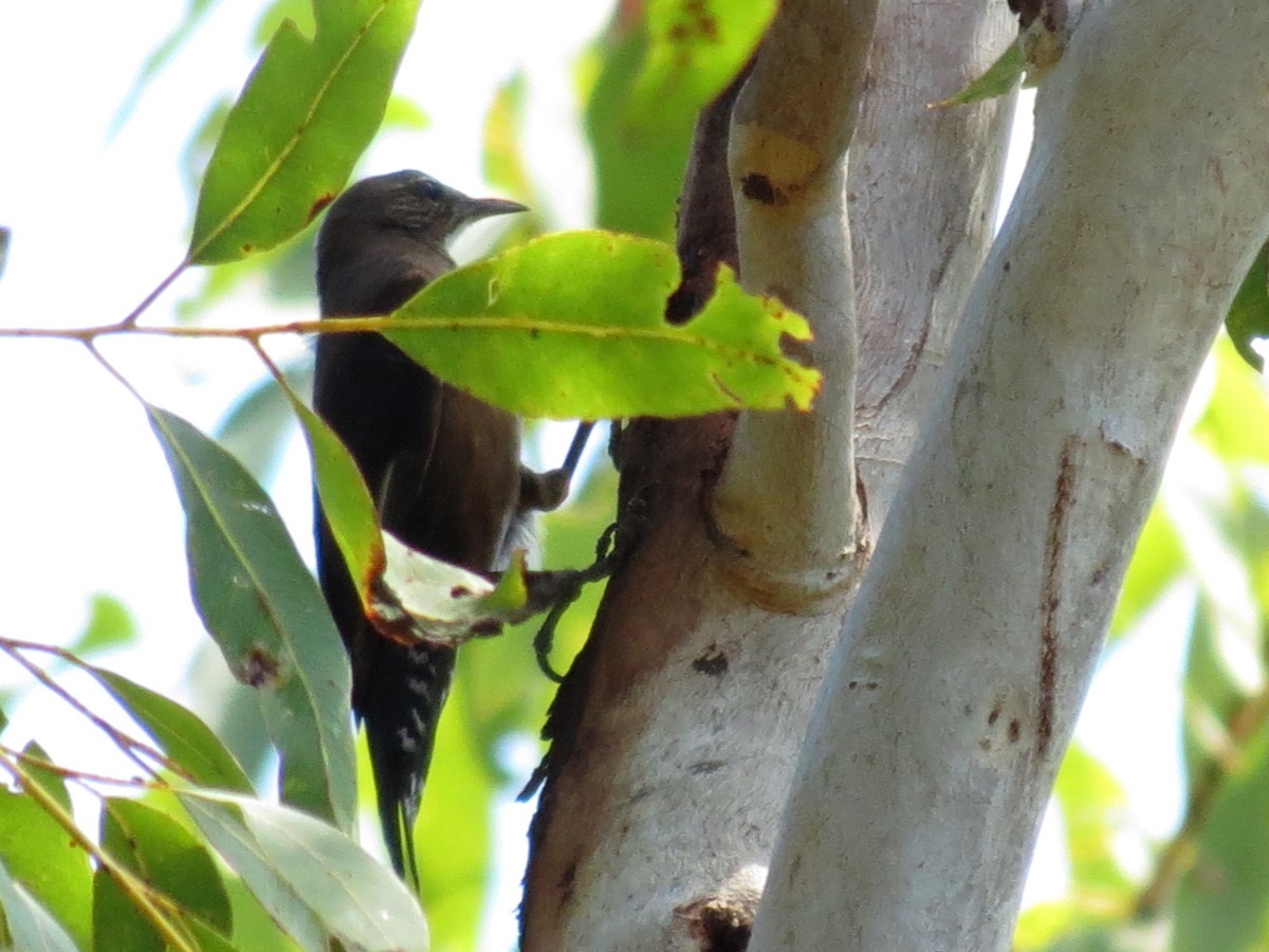Black-tailed Treecreeper - ML39113151