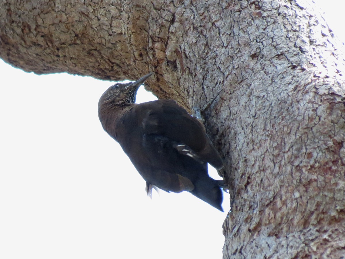 Black-tailed Treecreeper - ML39113181