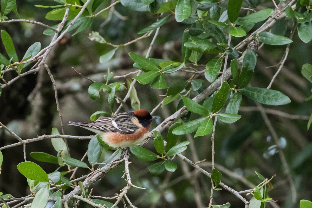 Bay-breasted Warbler - ML391133221