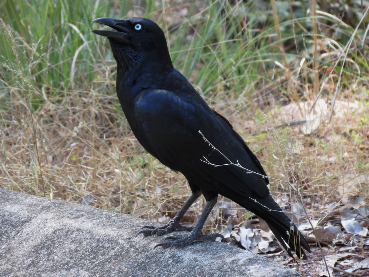 Torresian Crow - ML39113791