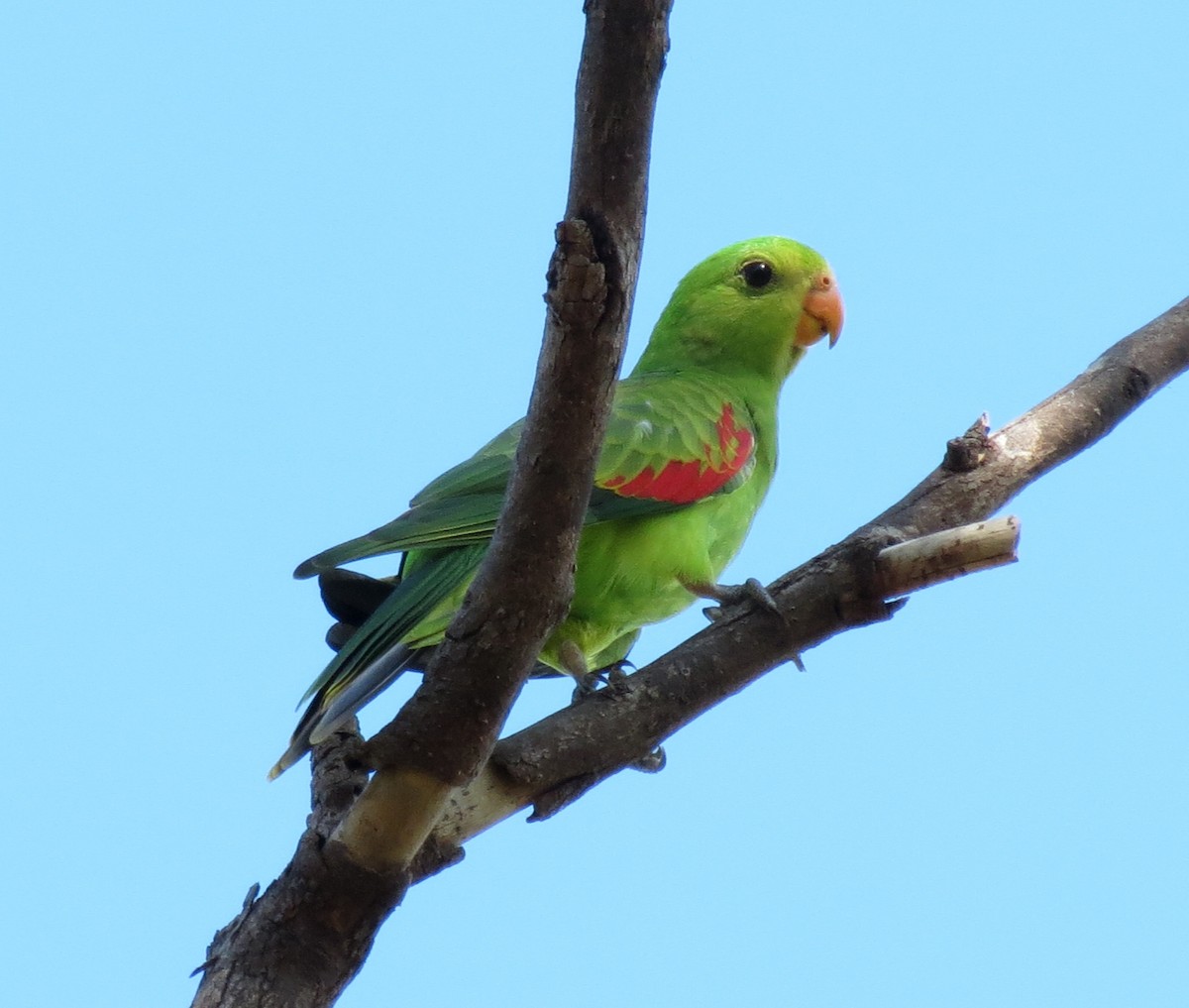 Red-winged Parrot - ML39114011