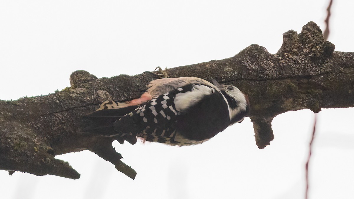 Middle Spotted Woodpecker - ML391141831