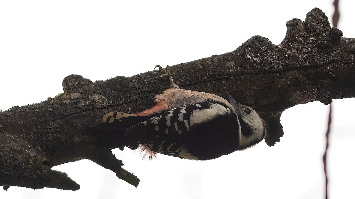 Middle Spotted Woodpecker - ML391141871