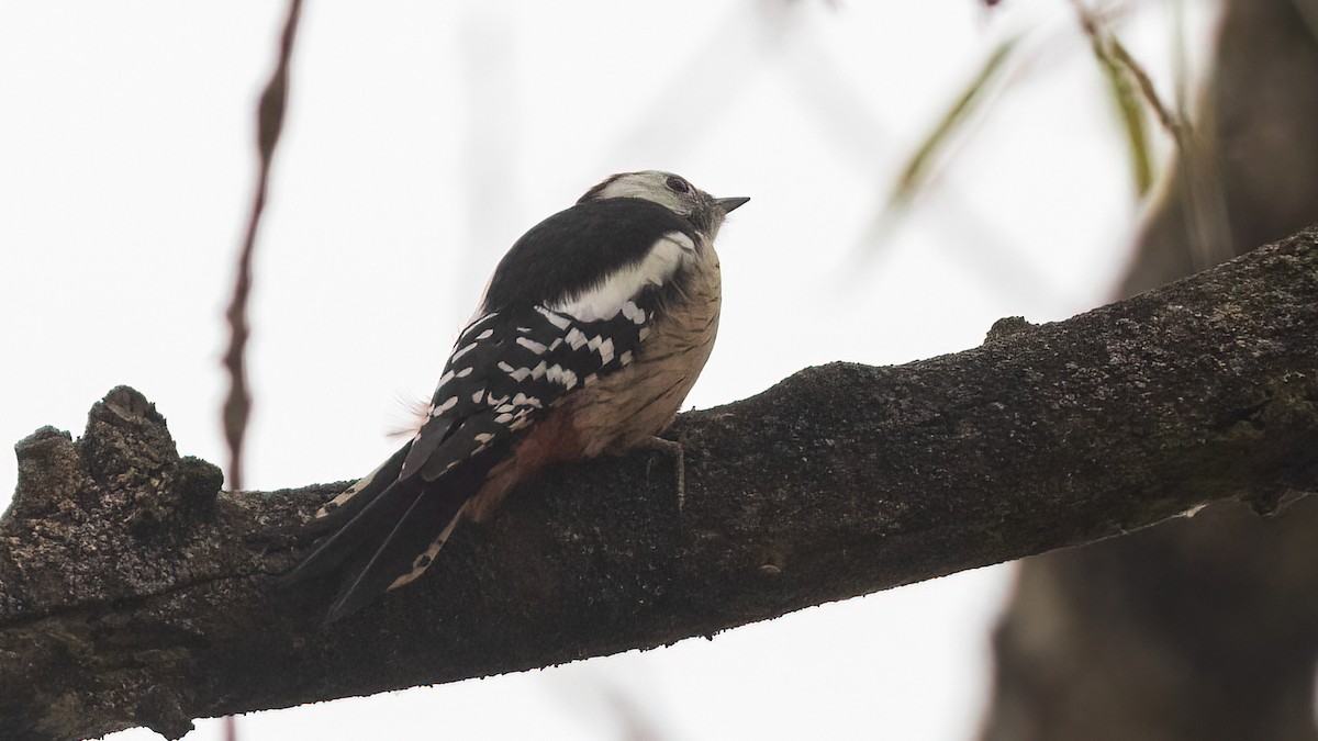 Middle Spotted Woodpecker - ML391141901