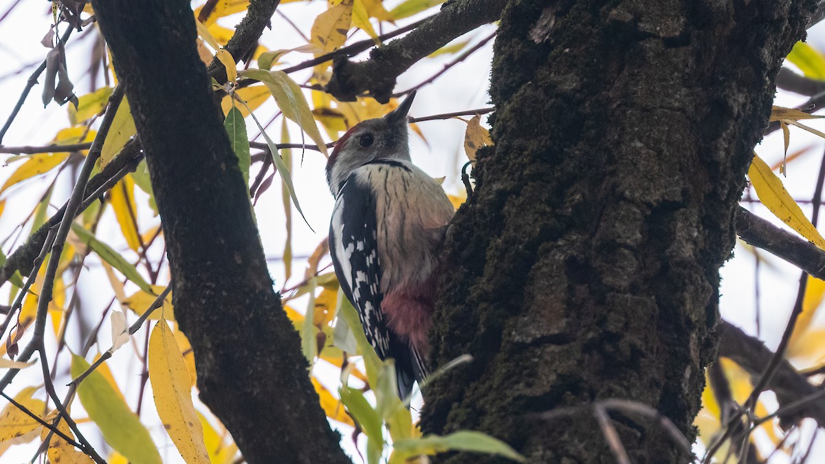 Middle Spotted Woodpecker - ML391141921